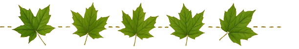 Maple Leaf Divider